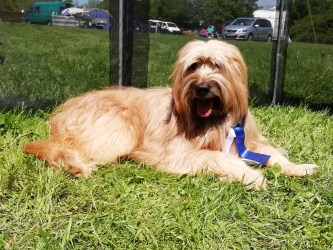 Henry 06.2019 auf der Ausstellung in Spaichingen