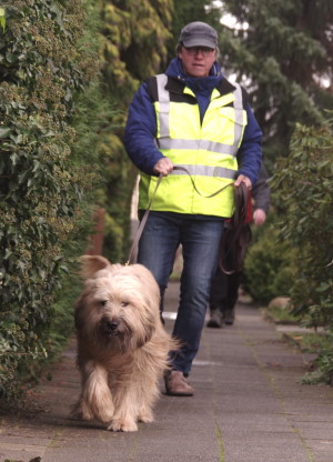 Henry beim Mantrailing 11.2019