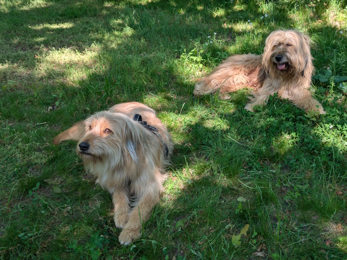 Mia (Vanilla) vom Höfeweg und Henry von den Wolkentauchern