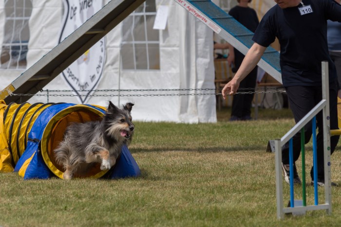 Lio beim Agility 05.2016
