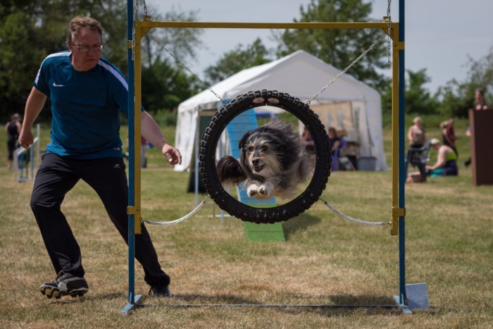 Lio beim Agility 05.2016