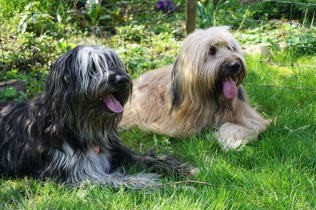 Jigger vom Mount Palis und Henry