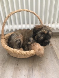 Chica mit zwölf Wochen