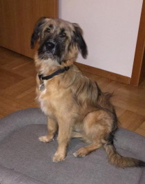 Cody mit sechs Monaten