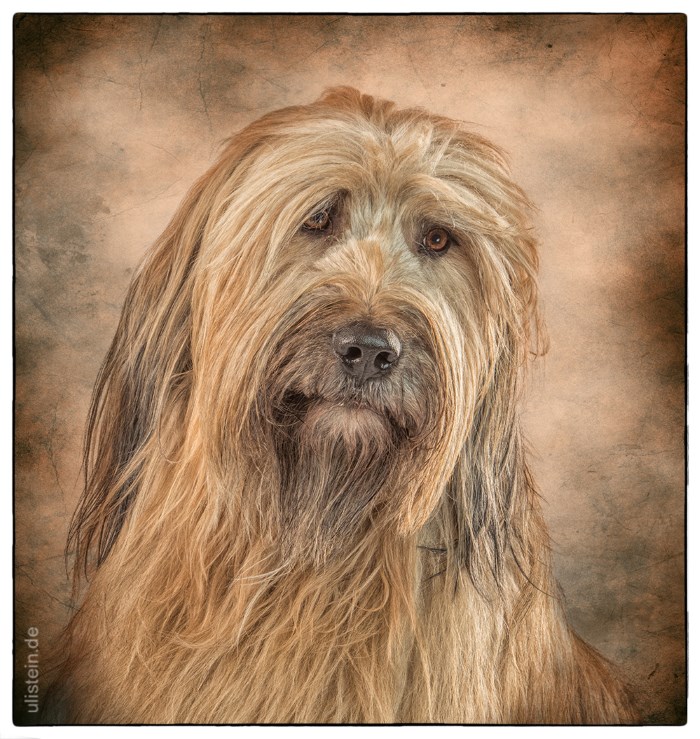 Henry (Foto von Uli Stein)